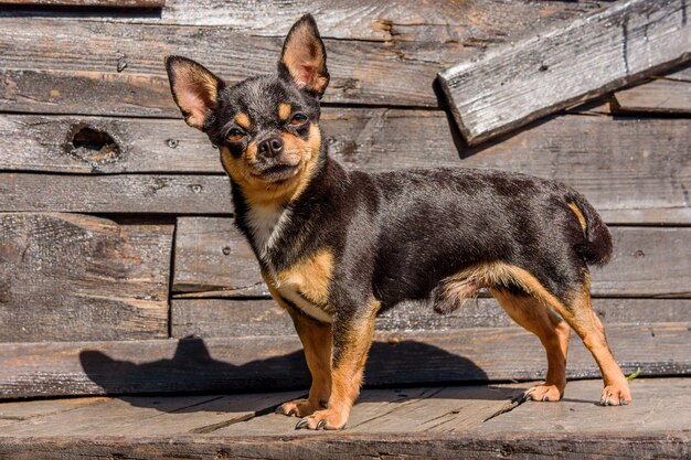 Photo chihuahua dog on the background of wood