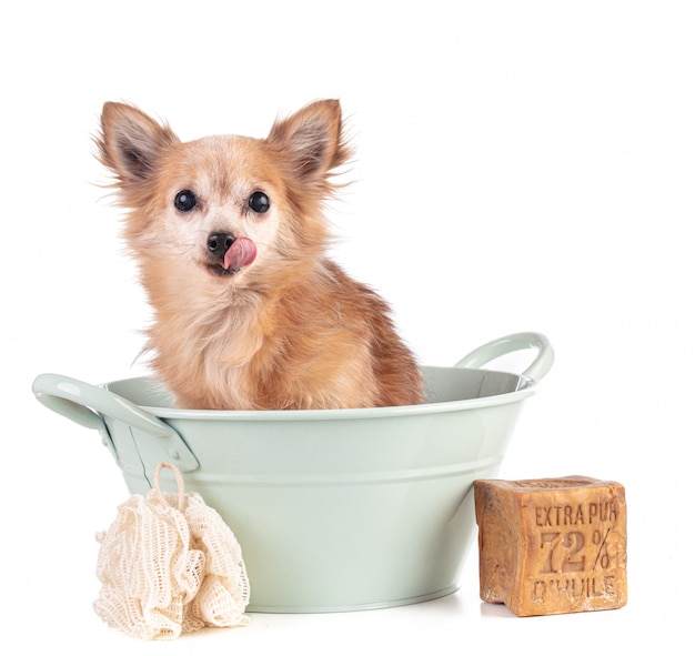 Chihuahua dog in a basin licking his lips