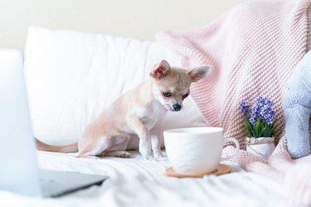 Cane chihuahua a letto con una tazza di tè o caffè caldo