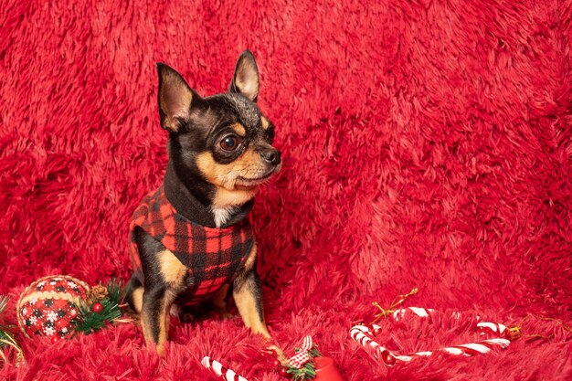 新年のおもちゃと毛布の上の檻の中の黒いジャケットのチワワ犬。クリスマスと犬。