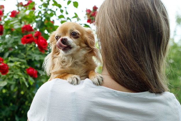 チワワ犬の品種は、少女の肩の上に座ってなめる