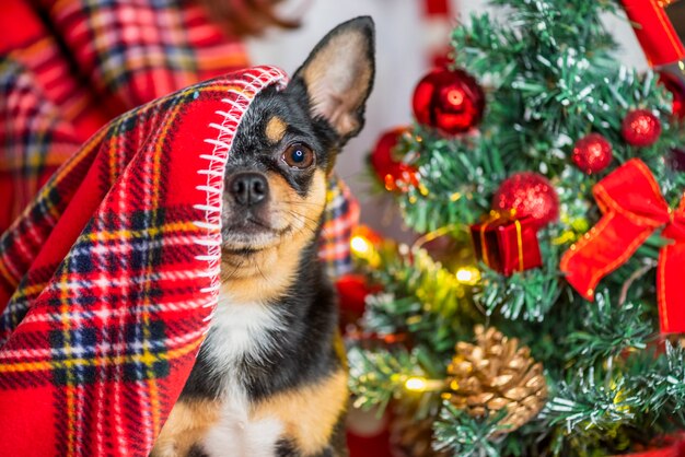 チワワ犬。チワワとクリスマス。愛らしい小さなクリスマスの犬チワワ