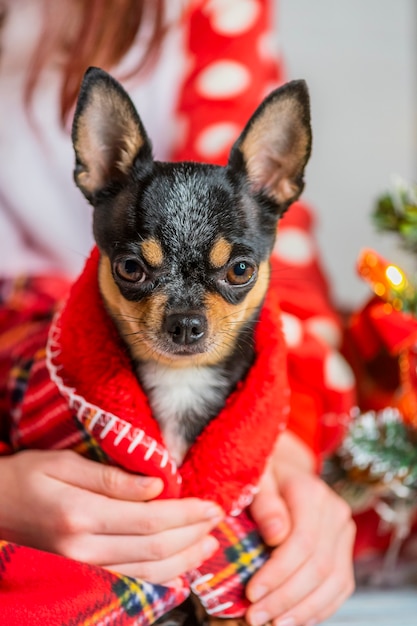 Chihuahua dog. Chihuahua and Christmas. Adorable little Christmas dog chihuahua