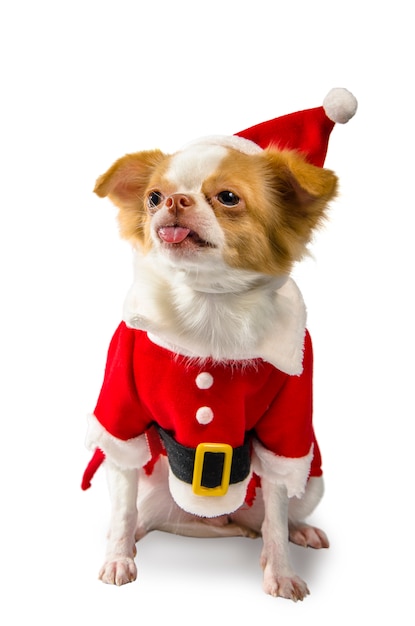白い背景の上のクリスマス衣装のチワワ犬。