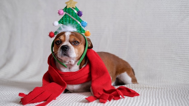 クリスマスツリーの縁と赤いスカーフのチワワ犬がコーチに座っています。メリークリスマス。あけましておめでとう。