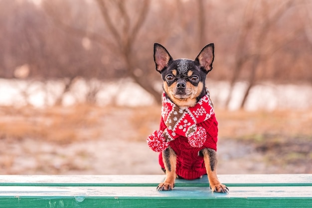 Chihuahua dog in the cold season in a sweater and scarf. Pet for a walk.