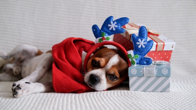사슴뿔 테두리와 크리스마스 선물이 달린 빨간 스카프를 입은 치와와 개는 코치에 누워 있습니다. 메리 크리스마스. 새해 복 많이 받으세요.
