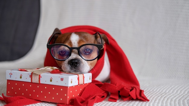 Photo chihuahua dog in glasess and red scarf with christmas gift lie down on coach. merry christmas. happy new year. santa dog.