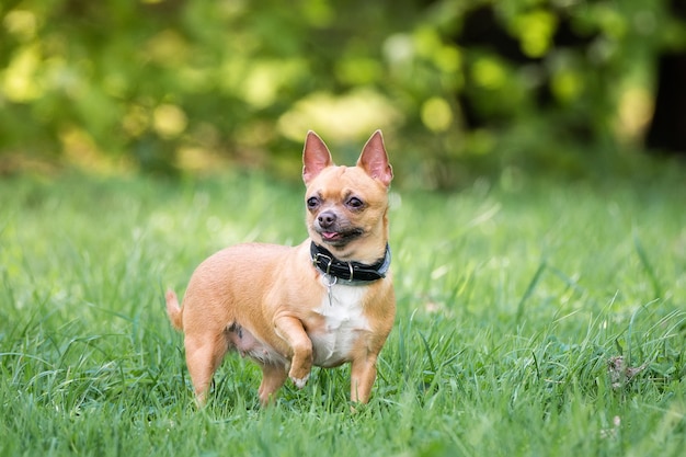 草の上のチワワ犬