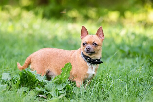 Cane della chihuahua sull'erba