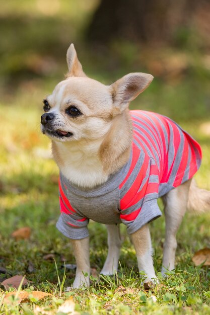 草の上のチワワ犬