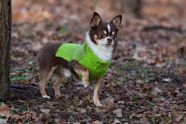 草の上のチワワ犬