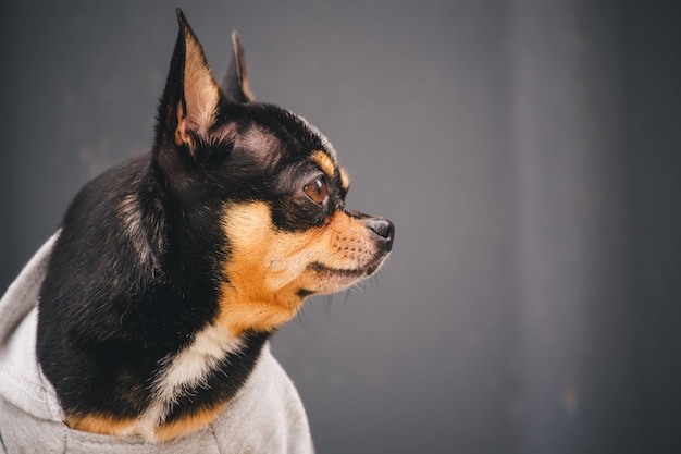 Chihuahua dog in a gray sweatshirt. Black dog portrait close-up in clothes.