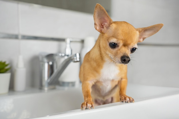 A chihuahua dog is standing in a bathtub.