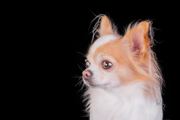 The chihuahua dog is white and red longhaired Animal pet on a black background