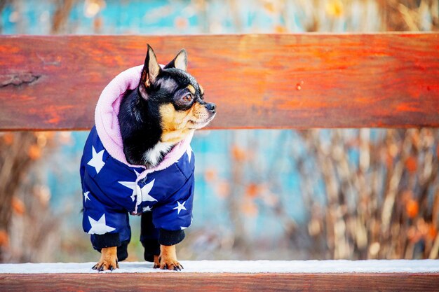 Chihuahua dog in a jacket on a wooden bench Dog pet