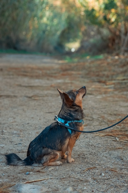 Chihuahua dog looking at his owner