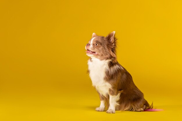 黄色 の 背景 に 上 を 見 て いる チワワ 犬