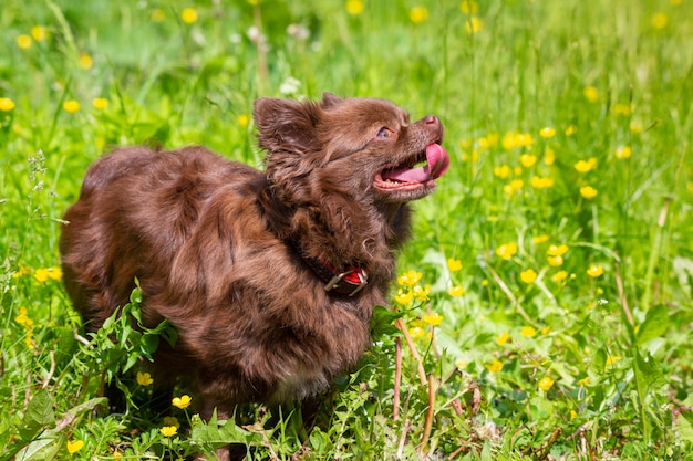 緑の芝生の公園でチワワ犬