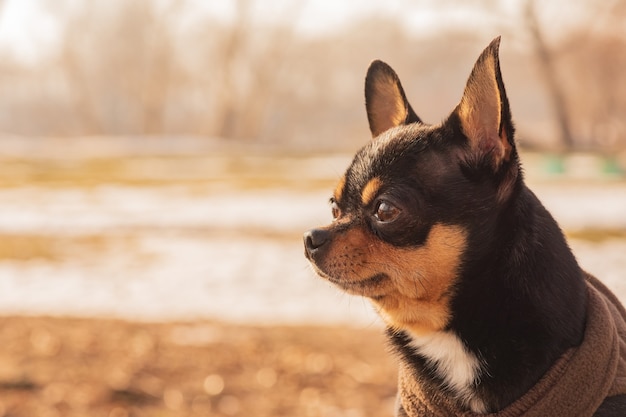 公園のチワワ犬。茶色のベストを着た小型犬チワワ