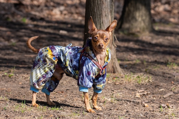 公園のチワワ犬