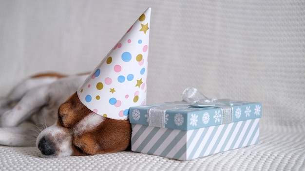 Chihuahua dog in party hat sleep with Christmas gift lie down on coach. Merry Christmas. Happy New Year. santa dog.