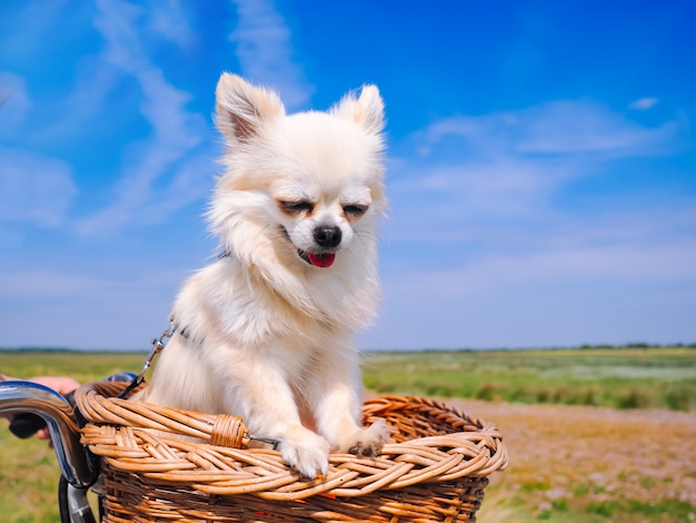 Chihuahua dog riding on bike basket