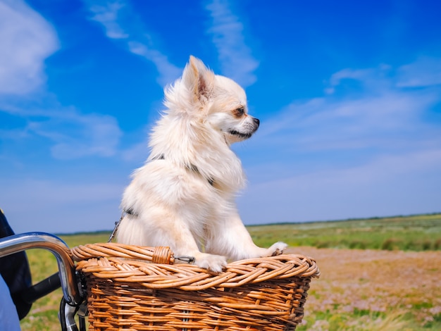 自転車のバスケットに乗っているチワワ犬