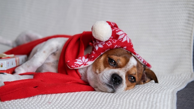 サンタの帽子と赤いスカーフのチワワ犬とコーチに横たわっているクリスマスプレゼント。メリークリスマス。あけましておめでとう。クリスマスの夢。