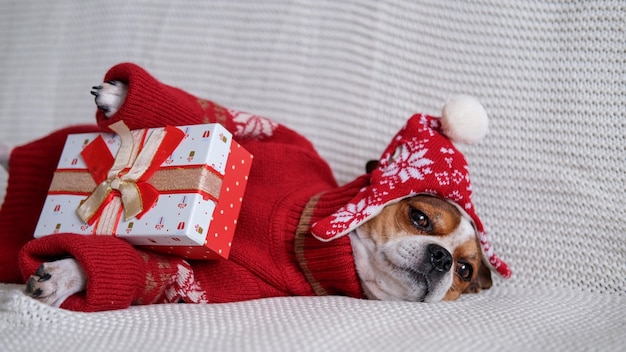 Photo chihuahua dog in santa hat rim and red sweater with christmas gift lie down on coach. merry christmas. happy new year. christmas dreams.