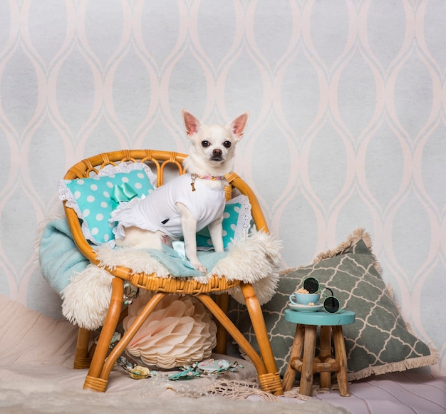 Foto chihuahua cane seduto su una sedia in studio, ritratto