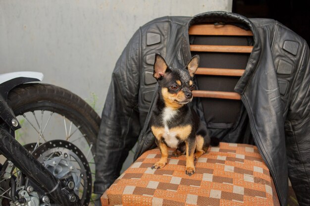 Chihuahua dog sitting on a chair