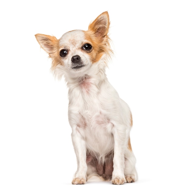 Chihuahua dog, sitting, isolated on white