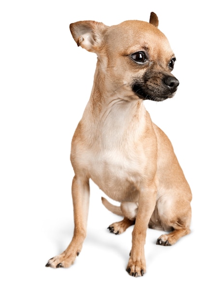 Chihuahua dog sitting on a white background