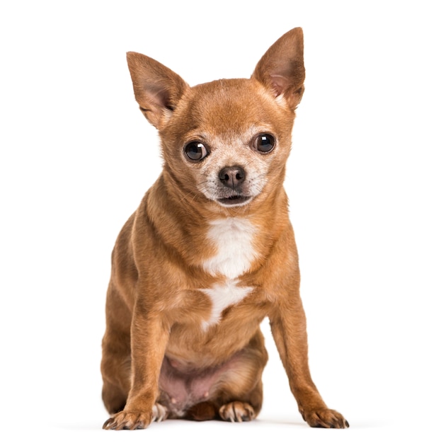 Chihuahua dog sitting