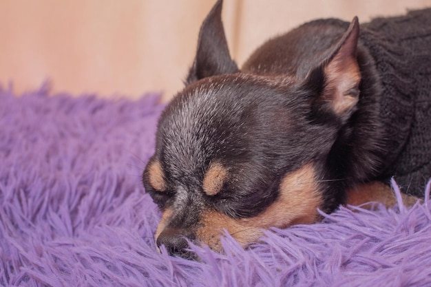 チワワ犬は紫色の毛布純血種の犬のペットのソファで寝ています