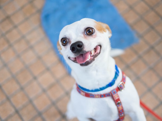 Chihuahua dog smilling jumping on the cement floor