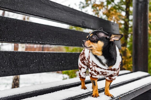 Собака чихуахуа стоит на скамейке зимой в снежную погоду в одежде. Животное, домашнее животное.