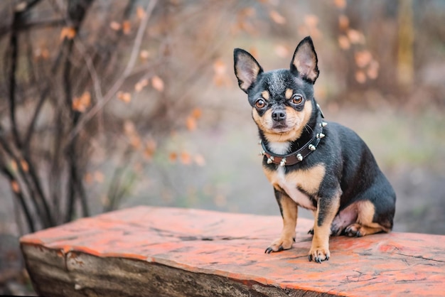 Chihuahua dog tricolor black white brown Animal pet