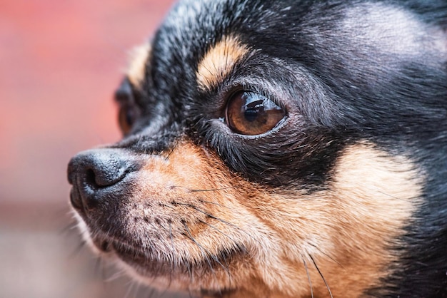 Chihuahua cane tricolore nero bianco marrone animale da compagnia