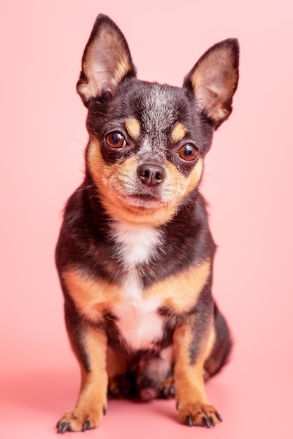 Chihuahua dog tricolor on a pink background Pet animal