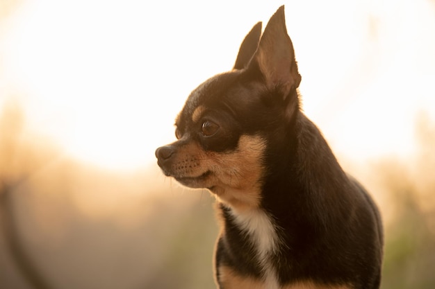 Chihuahua dog tricolor portrait closeup on sunset background Pet animal