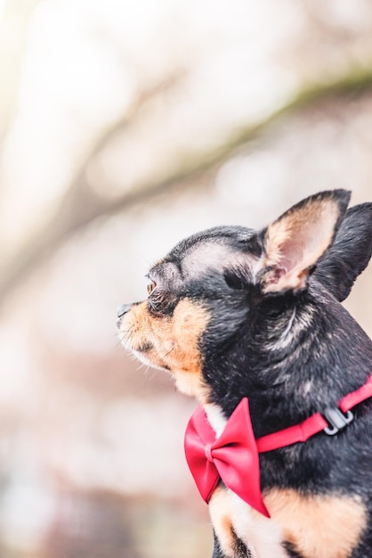 Chihuahua dog tricolor with a red butterfly around his neck Pet dog