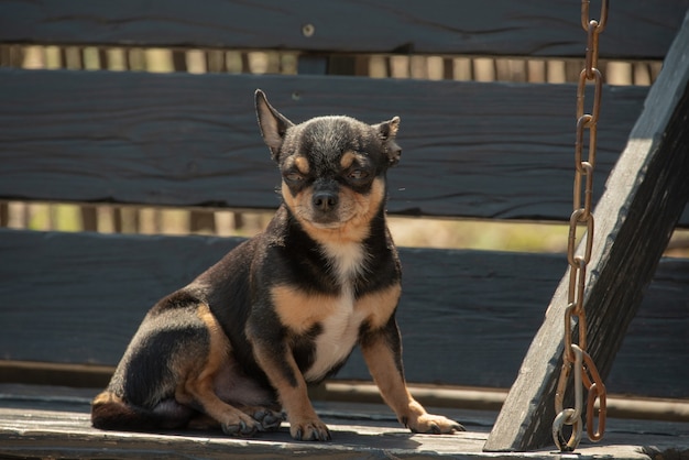 Chihuahua dog for a walk. Chihuahua black, brown and white. Dog in the autumn walks in the garden or in the park. Small breeds of dogs. The pet must walk outdoors. Portrait of a dog.