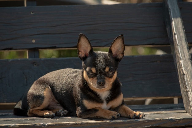 Cane chihuahua per una passeggiata. chihuahua nero, marrone e bianco. il cane in autunno cammina in giardino o nel parco. razze di cani di piccola taglia. l'animale deve camminare all'aperto. ritratto di un cane.