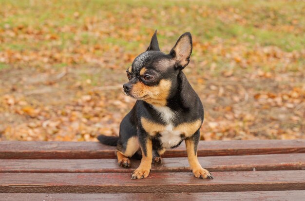 散歩のためのチワワ犬。チワワブラック。秋の犬は庭や公園を散歩します