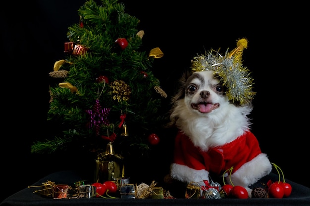 ギフトボックス付きの赤いクリスマスサンタの衣装を着てカメラを見るチワワ犬。黒の背景に分離。明けましておめでとうとメリークリスマスのコンセプト。