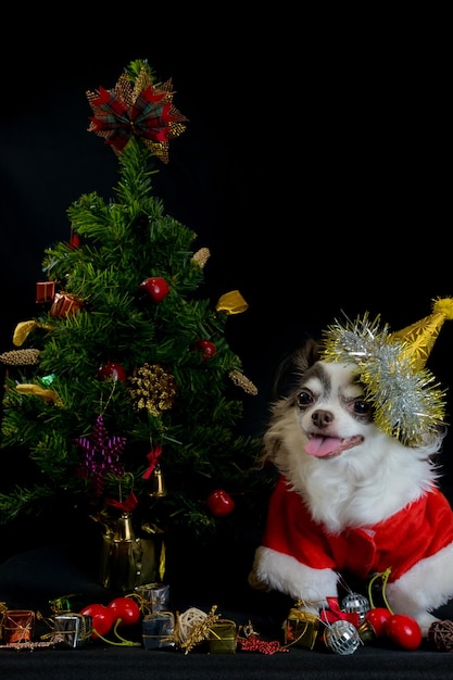 Un cane chihuahua che indossa un costume da babbo natale rosso con scatola regalo e guarda la telecamera. isolato su sfondo nero. felice anno nuovo e concetti di buon natale.