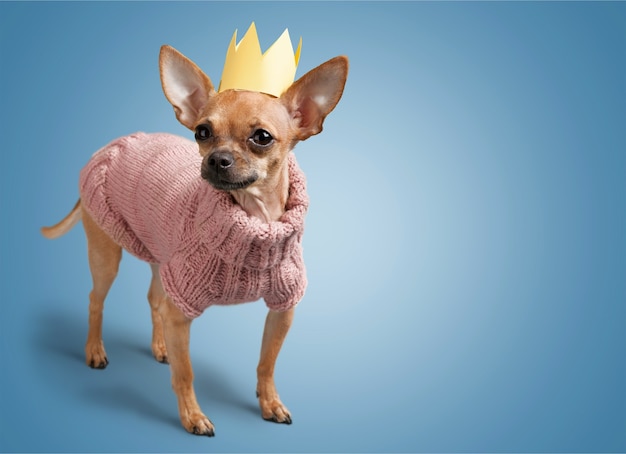 Cane chihuahua che indossa un maglione sullo sfondo