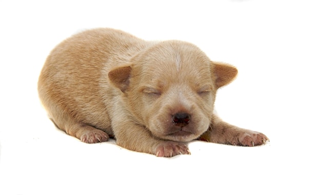 Chihuahua dog on white background